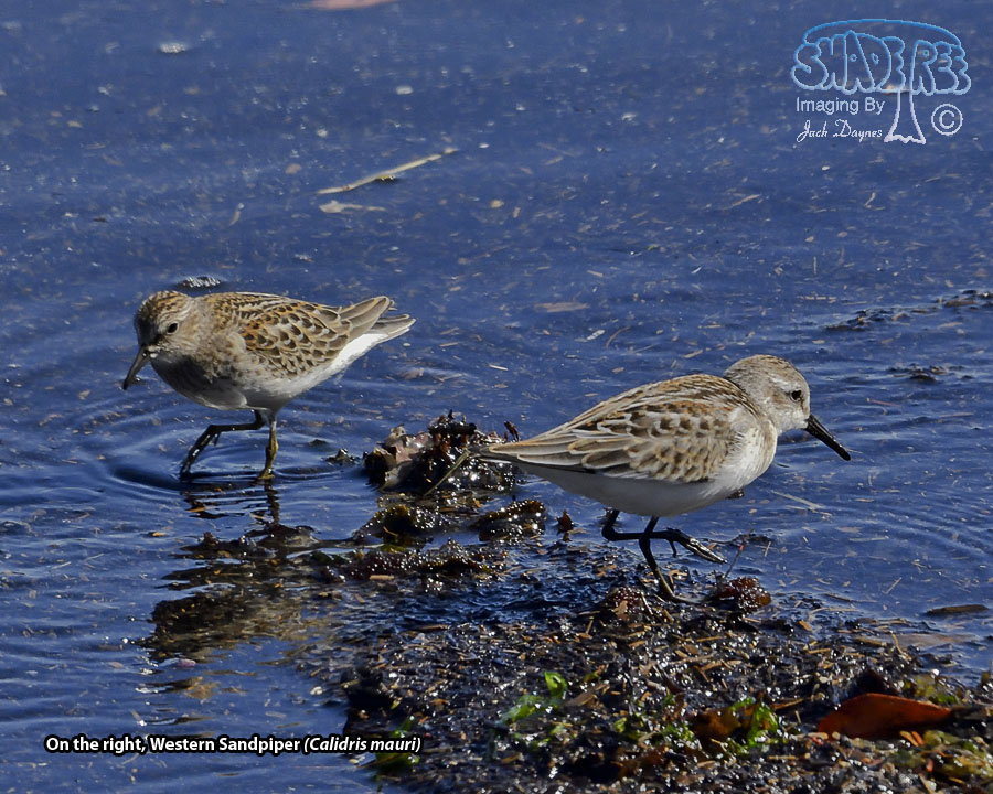 Western Sandpiper - Calidris mauri