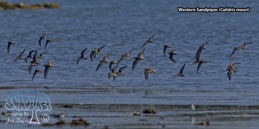 Western Sandpiper - Calidris mauri