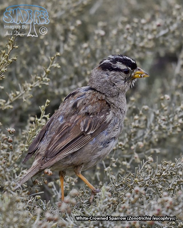 White-Crowned Sparrow - Zonotrichia leucophrys