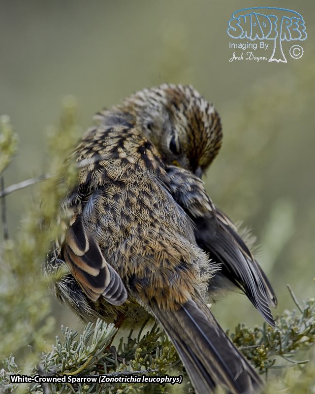 White-Crowned Sparrow - Zonotrichia leucophrys