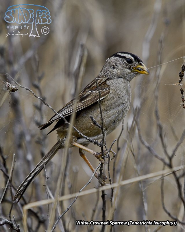 White-Crowned Sparrow - Zonotrichia leucophrys