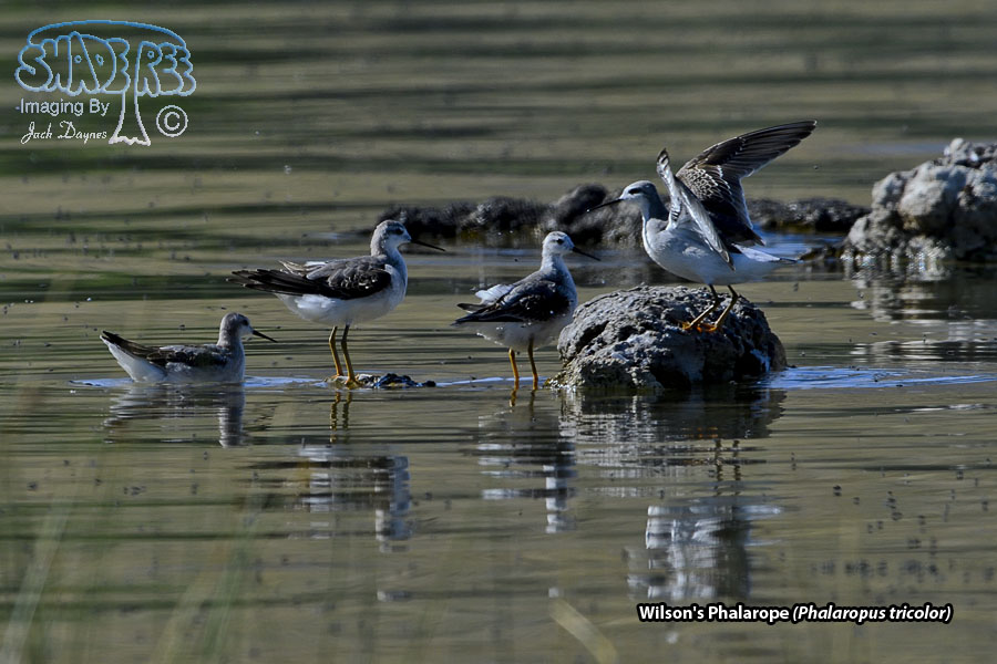 Wilson's Phalarope - Phalaropus tricolor