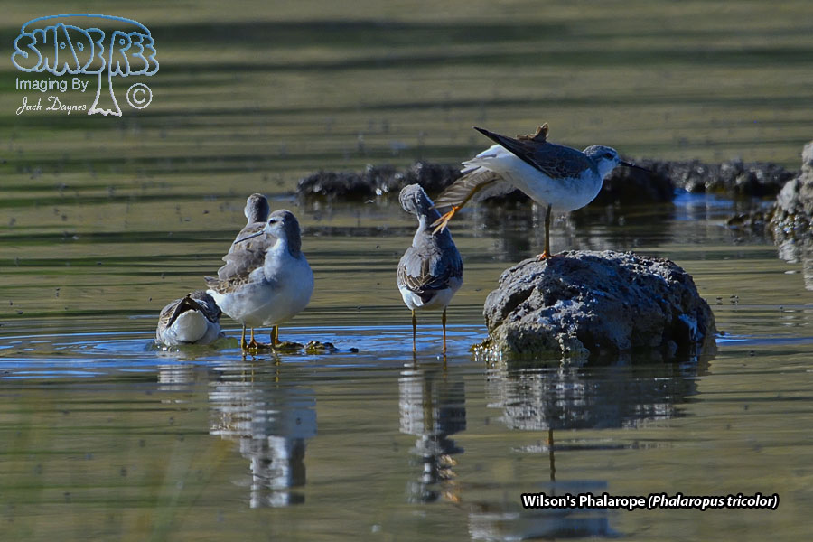 Wilson's Phalarope - Phalaropus tricolor