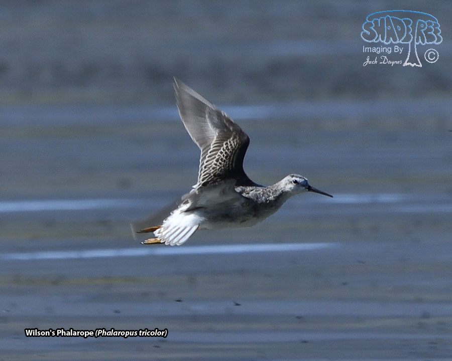 Wilson's Phalarope - Phalaropus tricolor