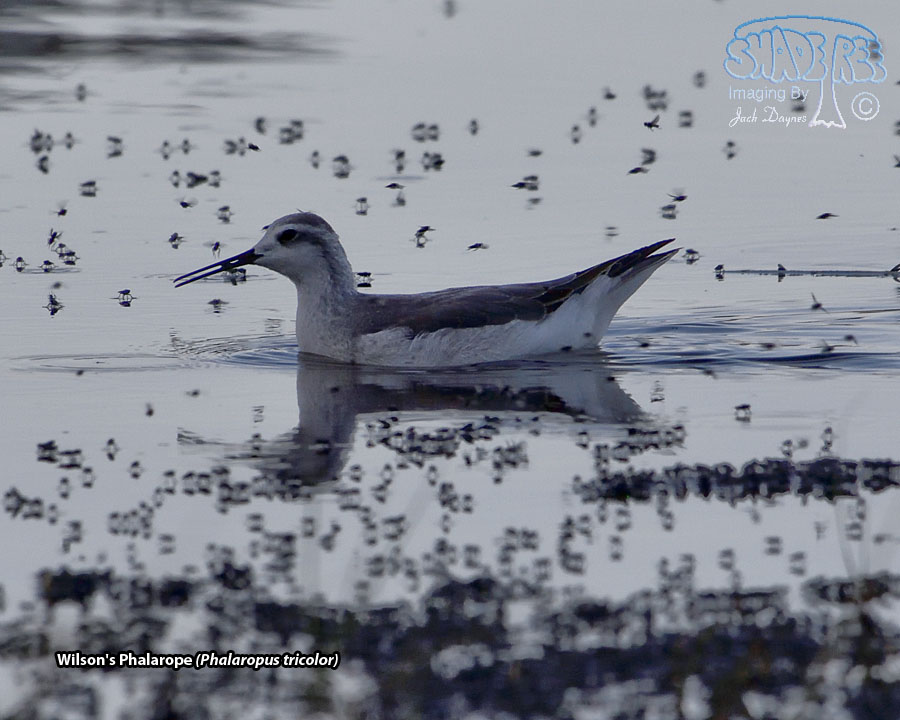 Wilson's Phalarope - Phalaropus tricolor