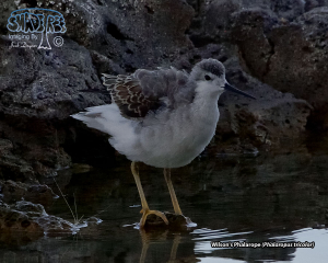 2019-08-20 Tuesday On The Shores Of Mono Lake