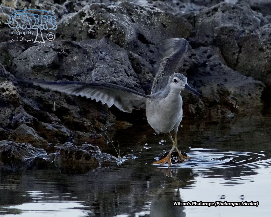 Wilson's Phalarope - Phalaropus tricolor