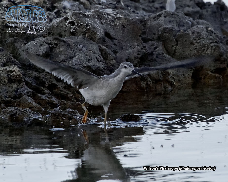 Wilson's Phalarope - Phalaropus tricolor