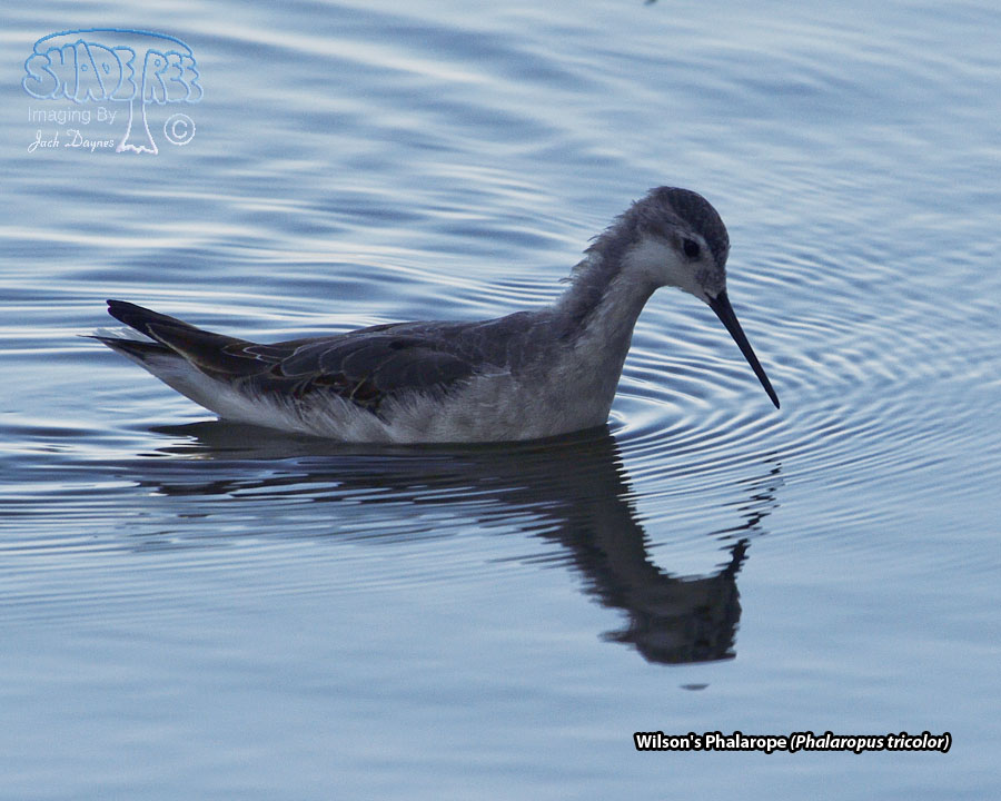 Wilson's Phalarope - Phalaropus tricolor