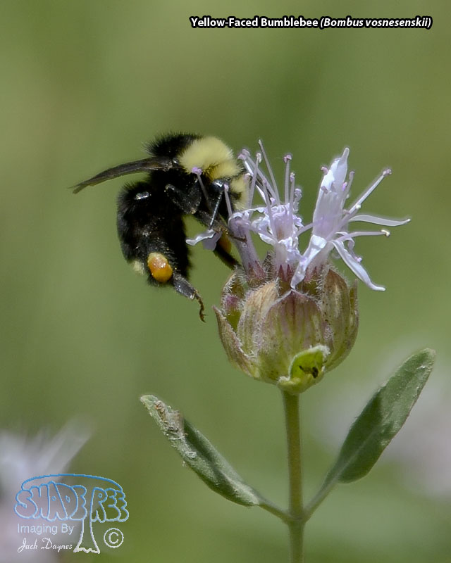 Yellow-Faced Bumblebee - Bombus vosnesenskii
