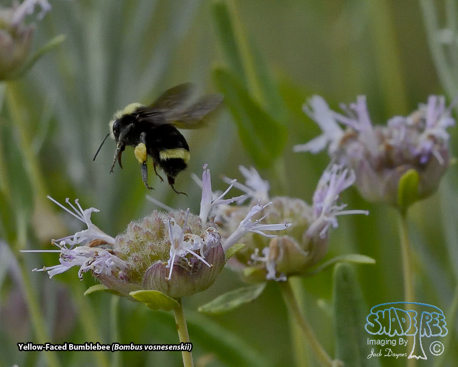 Yellow-Faced Bumblebee - Bombus vosnesenskii