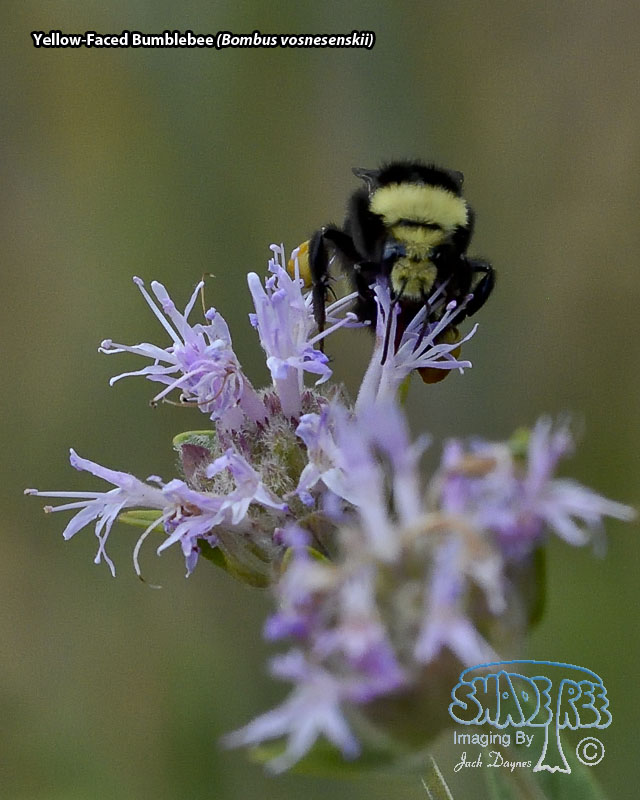 Yellow-Faced Bumblebee - Bombus vosnesenskii