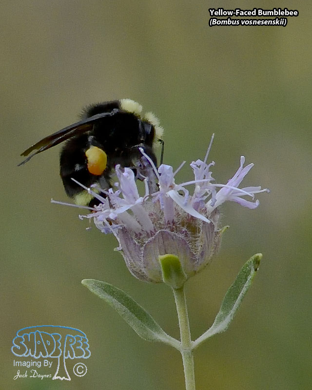 Yellow-Faced Bumblebee - Bombus vosnesenskii