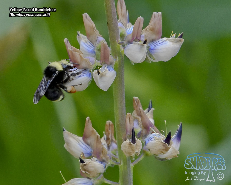 Yellow-Faced Bumblebee - Bombus vosnesenskii