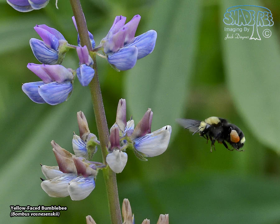Yellow-Faced Bumblebee - Bombus vosnesenskii