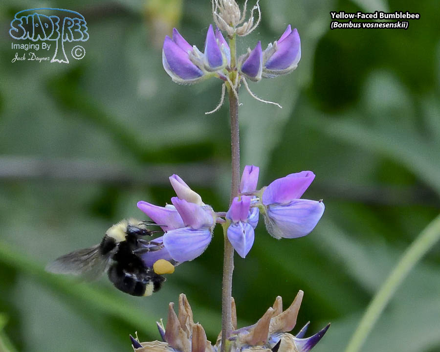Yellow-Faced Bumblebee - Bombus vosnesenskii