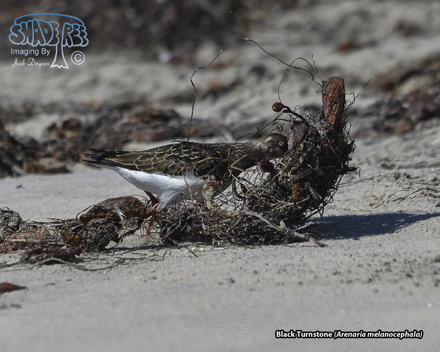 Black Turnstone - Arenaria melanocephala
