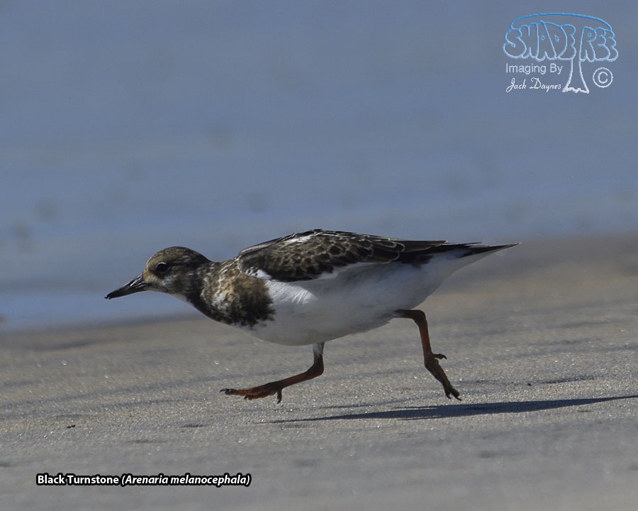 Black Turnstone - Arenaria melanocephala