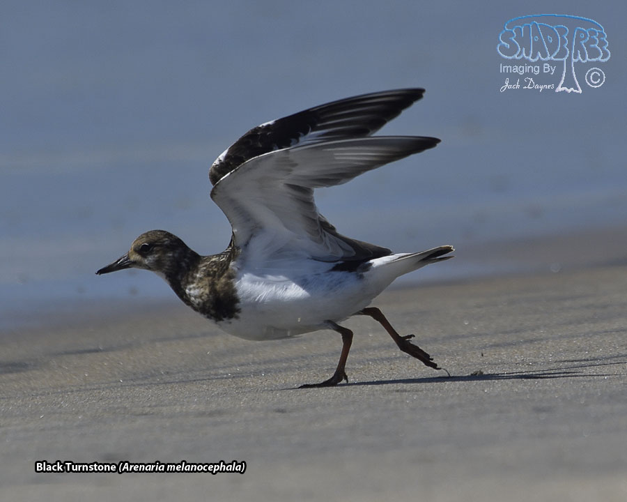Black Turnstone - Arenaria melanocephala