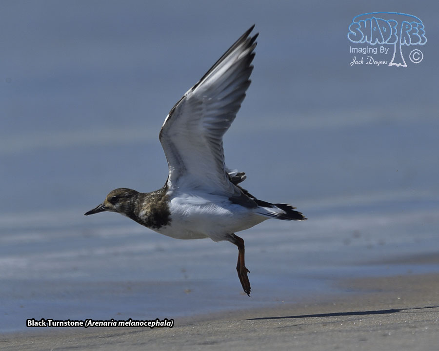 Black Turnstone - Arenaria melanocephala