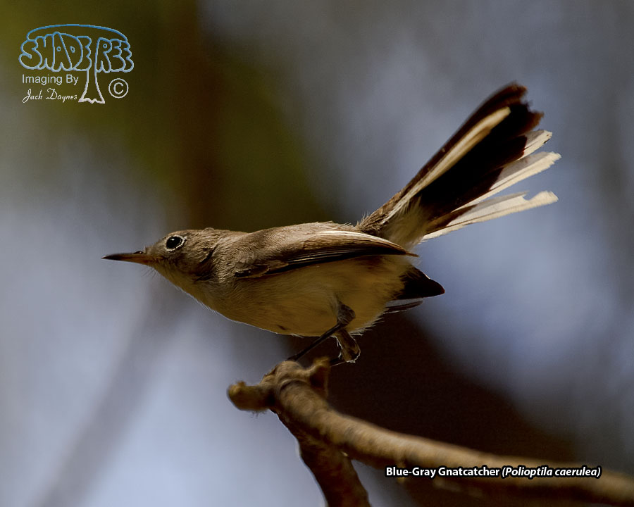 Blue-Gray Gnatcatcher - Polioptila caerulea