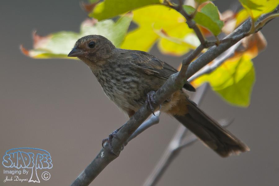 California Towhee - Melozone crissalis