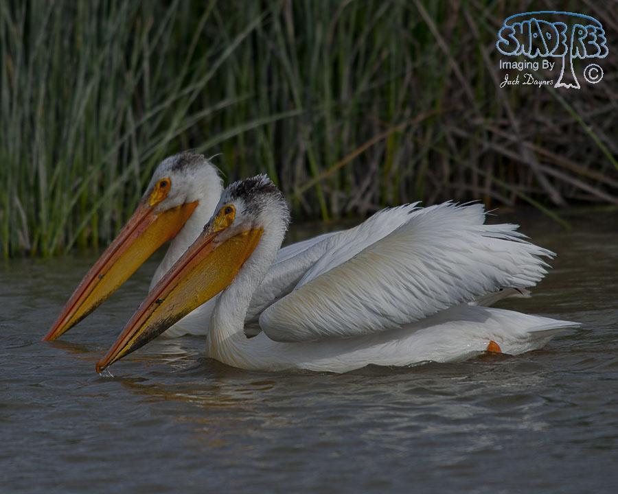 American White Pelican - Pelecanus erythrorhynchos