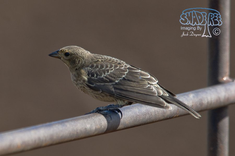 Brown-Headed Cowbird - Molothrus ater