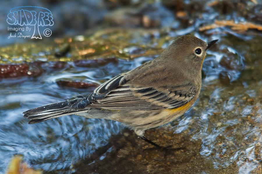 Yellow-Rumped Warbler - Setophaga coronata auduboni