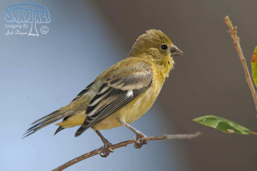 Lesser Goldfinch - Spinus psaltria