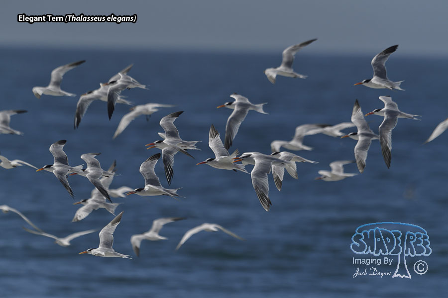 Elegant Tern - Thalasseus elegans