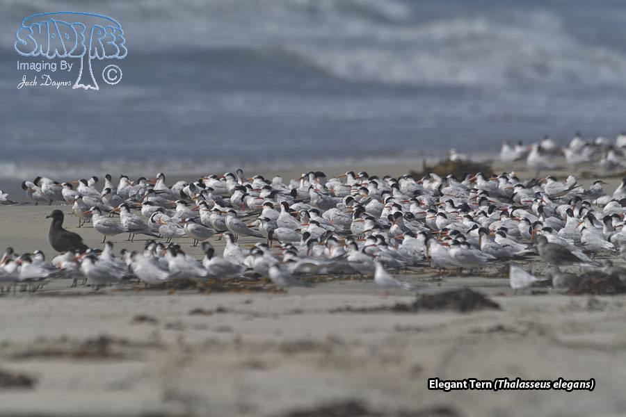 Elegant Tern - Thalasseus elegans