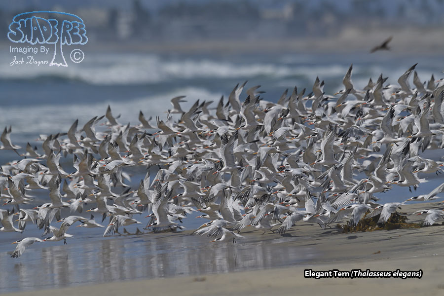 Elegant Tern - Thalasseus elegans