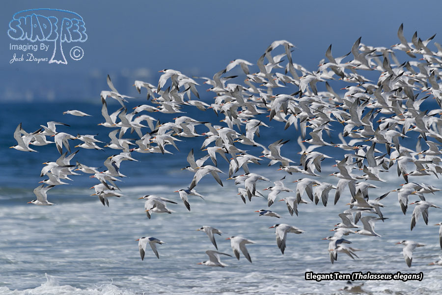 Elegant Tern - Thalasseus elegans