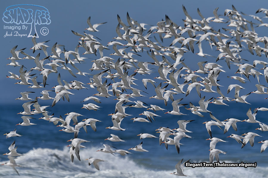 Elegant Tern - Thalasseus elegans