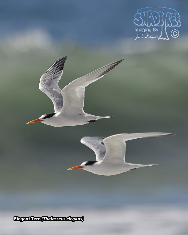 Elegant Tern - Thalasseus elegans