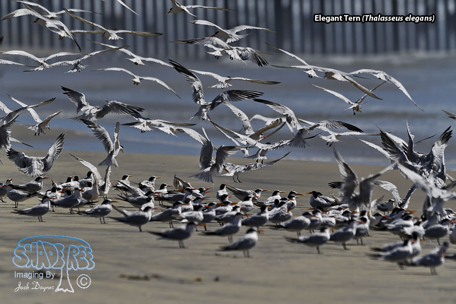 Elegant Tern - Thalasseus elegans