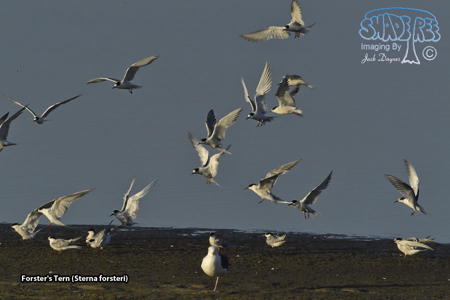 Forster's Tern - Sterna forsteri