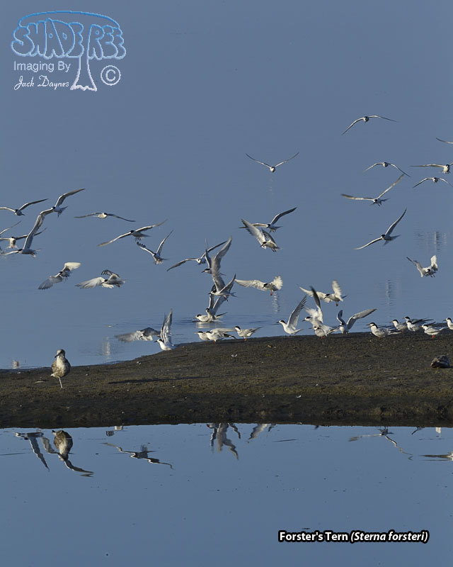 Forster's Tern - Sterna forsteri