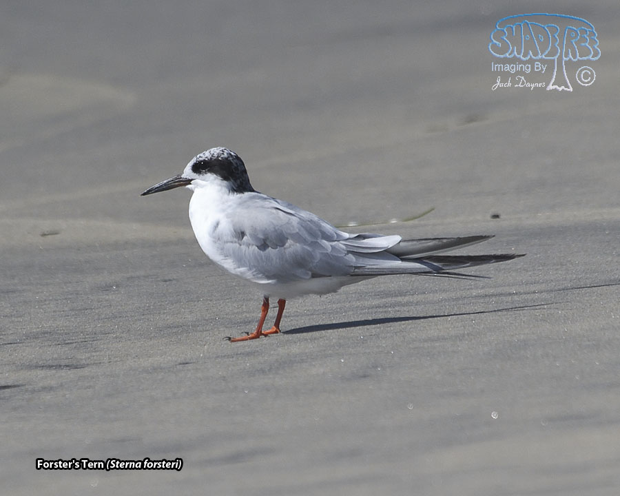 Forster's Tern - Sterna forsteri