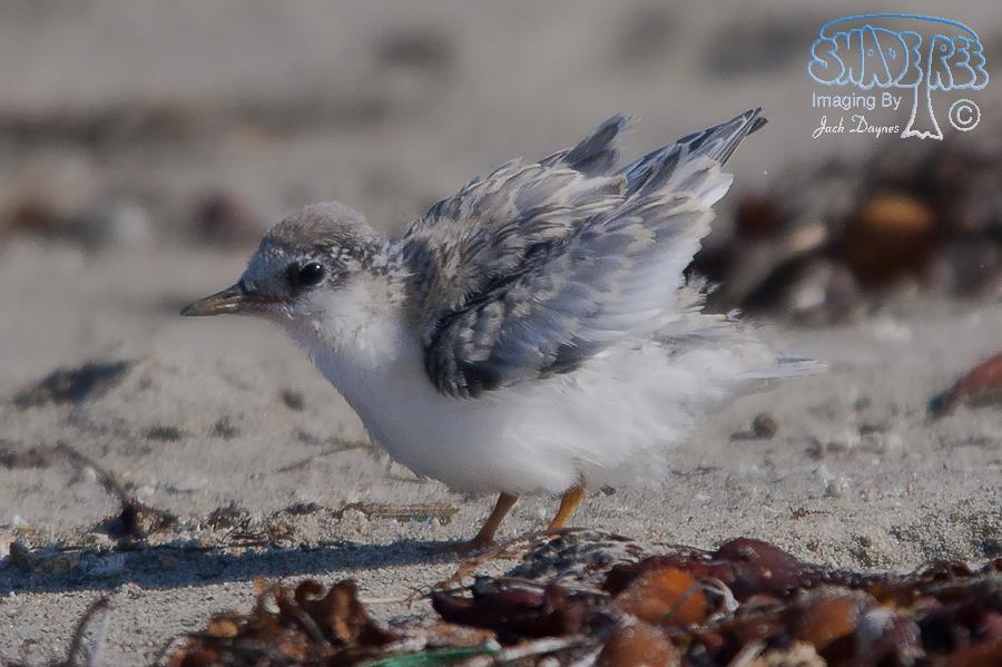 Least Tern - Sternula antillarum