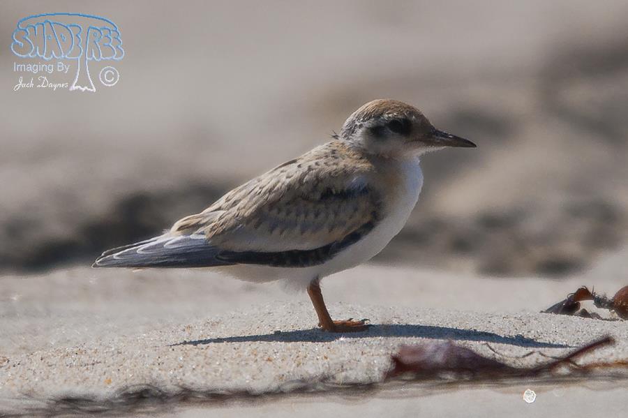 Least Tern - Sternula antillarum