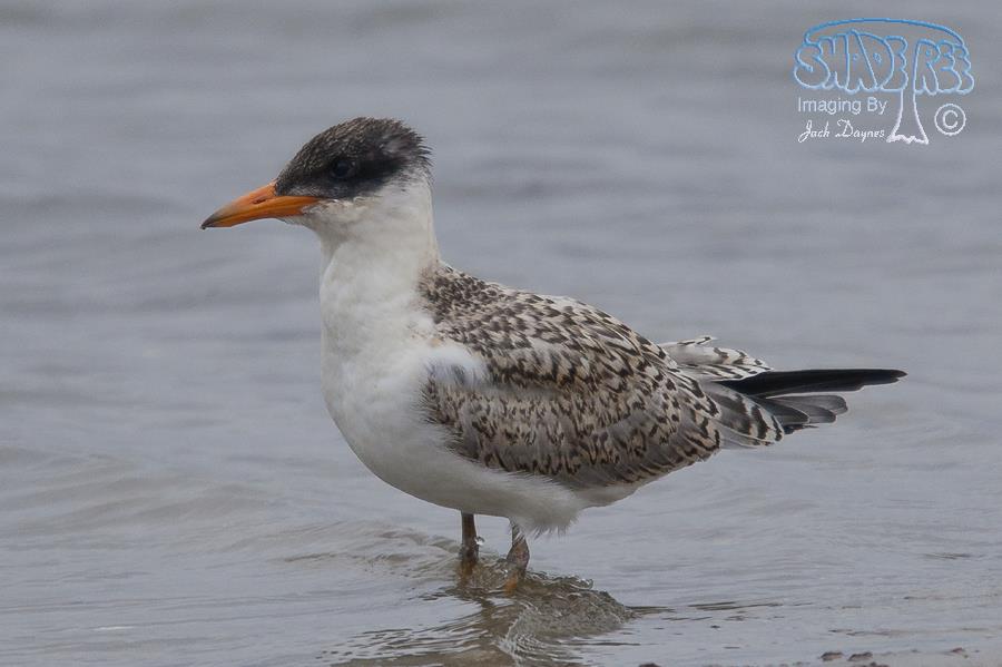 Caspian Tern - Hydroprogne caspia