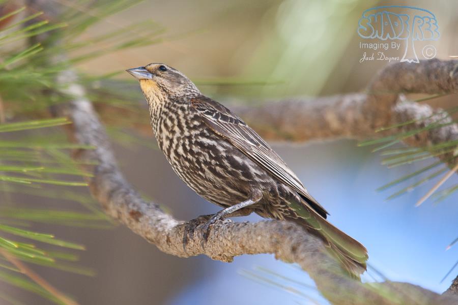 Red-Winged Blackbird - Agelaius phoeniceus
