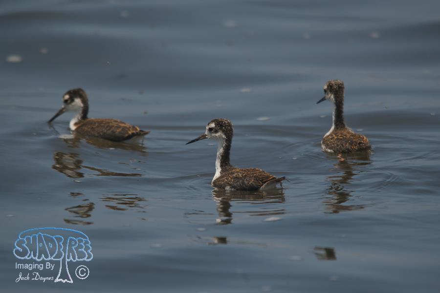 Black-Necked Stilt - Himantopus mexicanus