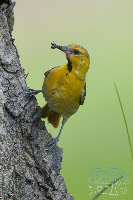 Bullock's Oriole - Icterus bullockii