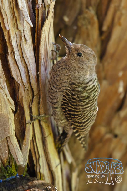 Williamson's Sapsucker - Sphyrapicus thyroideus