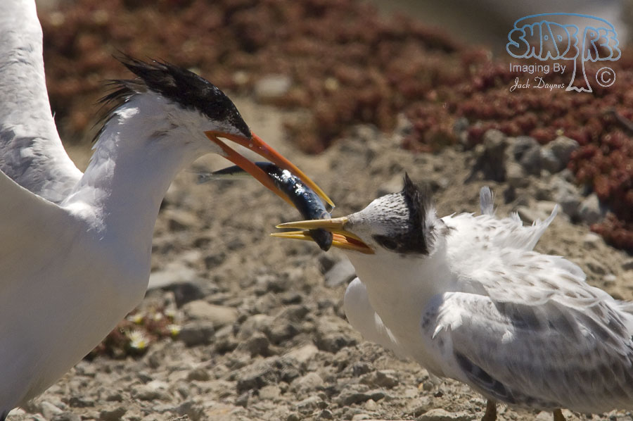 Elegant Tern - Thalasseus elegans