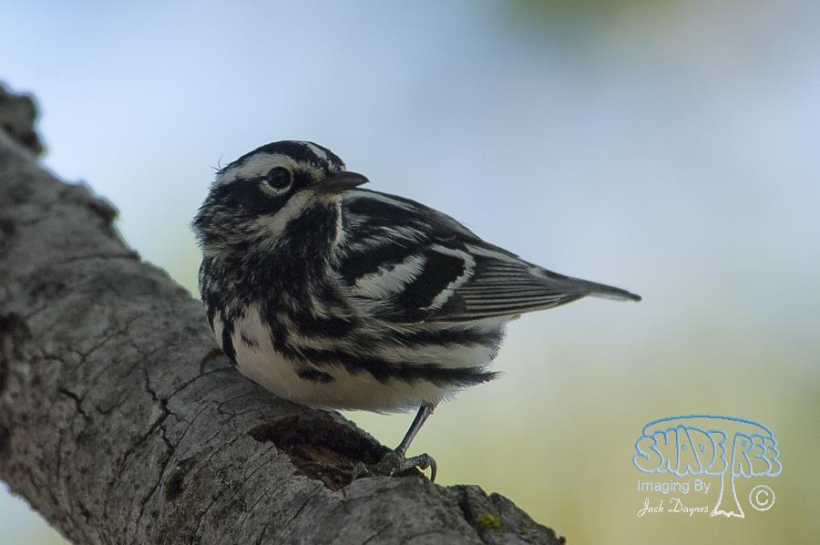 Black-and-White Warbler - Mniotilta varia