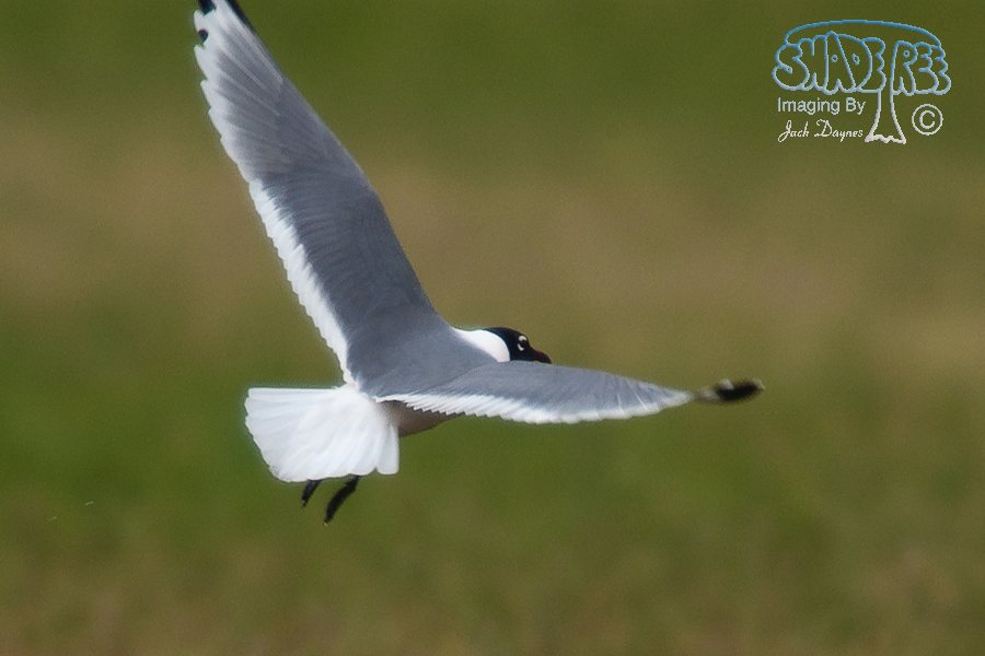 Franklin's Gull - Larus pipixcan